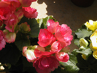 pic_0312_thumb.jpg