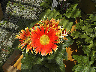pic_0329_thumb.jpg