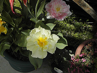 pic_0333_thumb.jpg