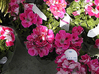pic_0335_thumb.jpg