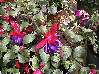 pic_0339_thumb.jpg