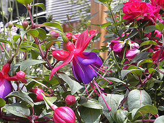 pic_0341_thumb.jpg