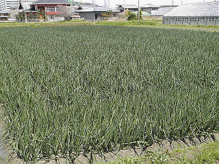 pic_0346_thumb.jpg