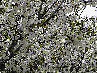 pic_0355_thumb.jpg