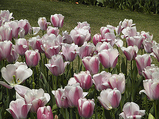 pic_0361_thumb.jpg