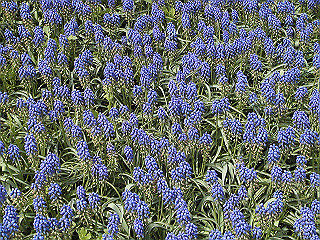 pic_0363_thumb.jpg