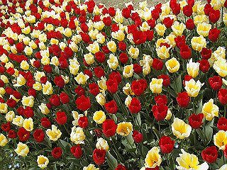 pic_0369_thumb.jpg