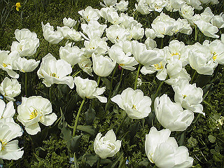 pic_0377_thumb.jpg