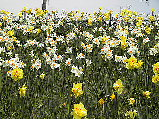 pic_0381_thumb.jpg