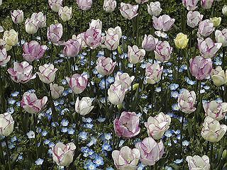 pic_0383_thumb.jpg