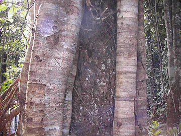 20060811_320_thumb.jpg