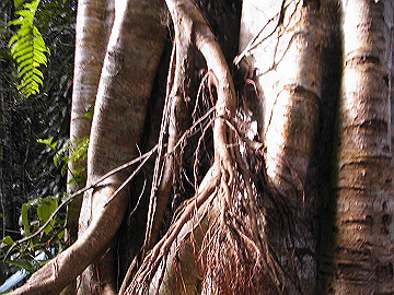 20060811_330_thumb.jpg