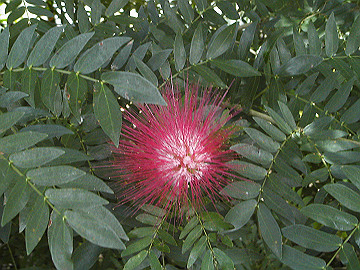 20060812_020_thumb.jpg