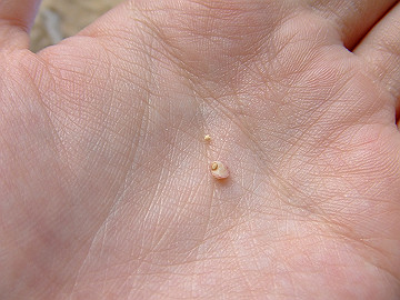 20060813_530_thumb.jpg