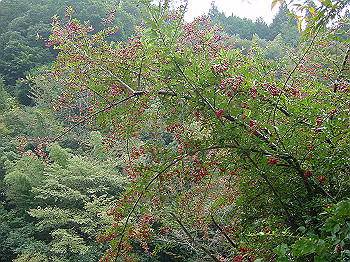 20061020_070_thumb.jpg