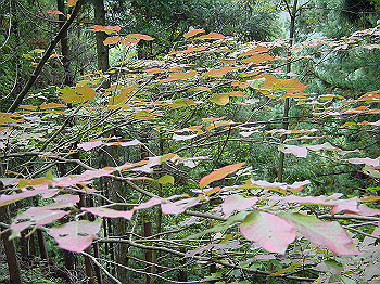 20061020_285_thumb.jpg