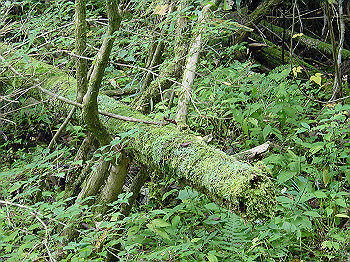 20061020_340_thumb.jpg