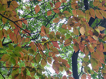 20061020_370_thumb.jpg
