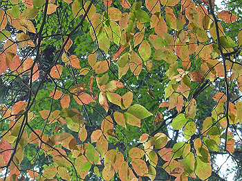 20061020_375_thumb.jpg