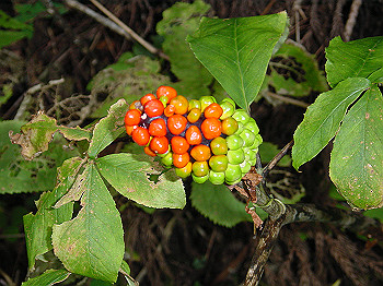 20061020_470_thumb.jpg