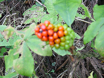 20061020_475_thumb.jpg