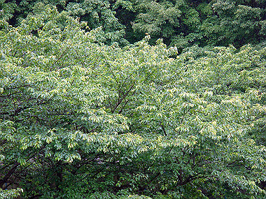 20070519_010_thumb.jpg