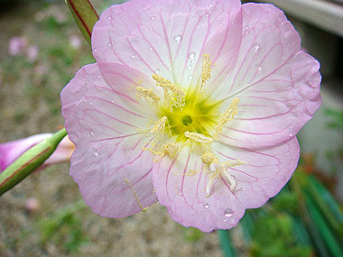 20070519_050_thumb.jpg