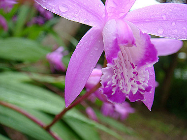 20070519_100_thumb.jpg
