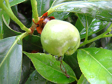 20070519_190_thumb.jpg