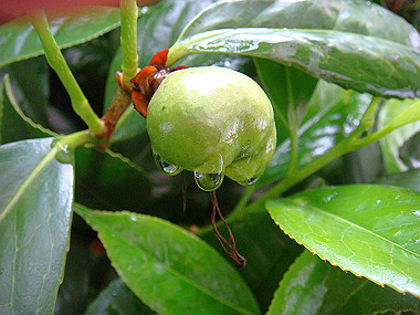 20070519_200_thumb.jpg