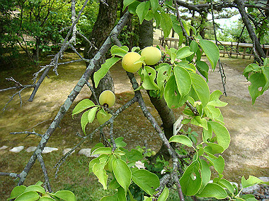 20070605_080_thumb.jpg