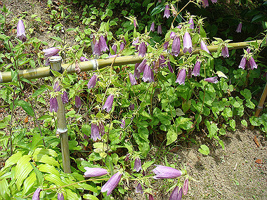 20070605_100_thumb.jpg