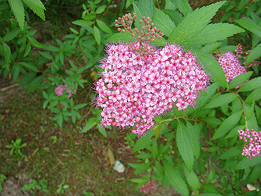 20070605_290_thumb.jpg