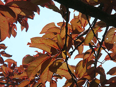 20070605_480_thumb.jpg