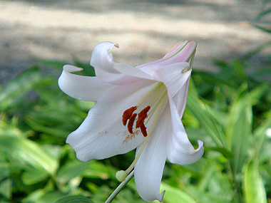 20070605_530_thumb.jpg