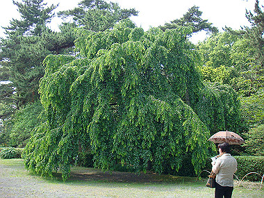 20070605_650_thumb.jpg