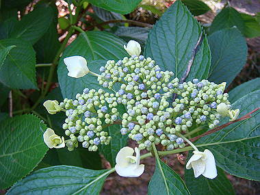 20070605_670_thumb.jpg