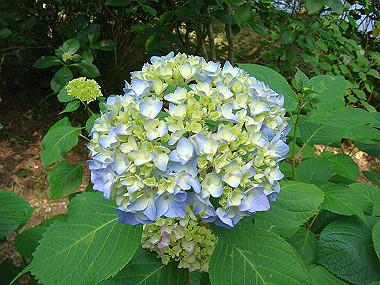 20070605_690_thumb.jpg