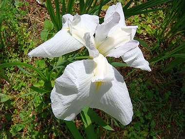 20070605_740_thumb.jpg