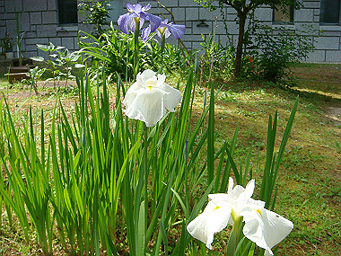 20070605_770_thumb.jpg