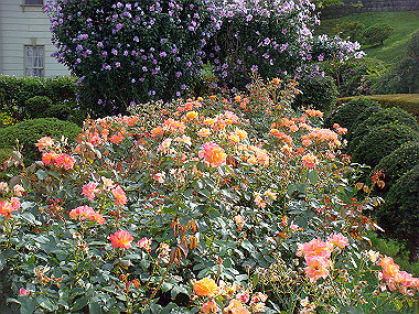 20070829_290_thumb.jpg