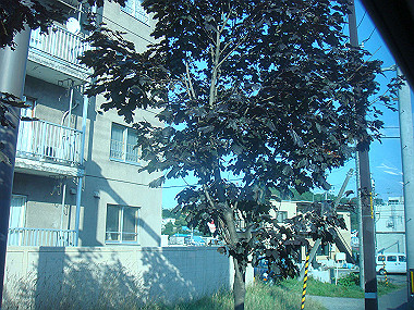 20070830_460_thumb.jpg