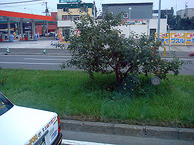 20070831_040_thumb.jpg