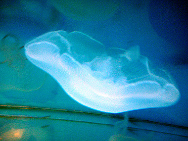 20070831_245_thumb.jpg