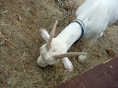 20070831_375_thumb.jpg