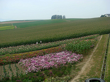 20070831_510_thumb.jpg