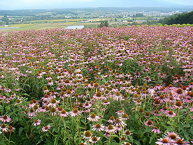 20070831_650_thumb.jpg