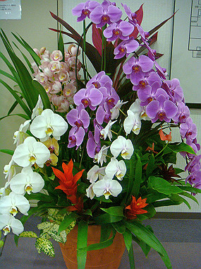 20071117dsc03087_180_thumb.jpg