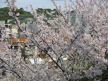 20080405_660_thumb.jpg