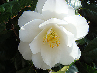 20080412_040_thumb.jpg